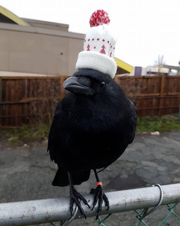 canuck the crow wearing a hat