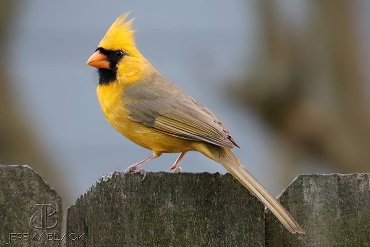 yellow cardinal alabama