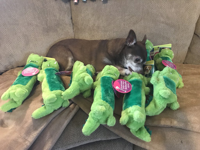 petsmart employee finds discontinued dog toy