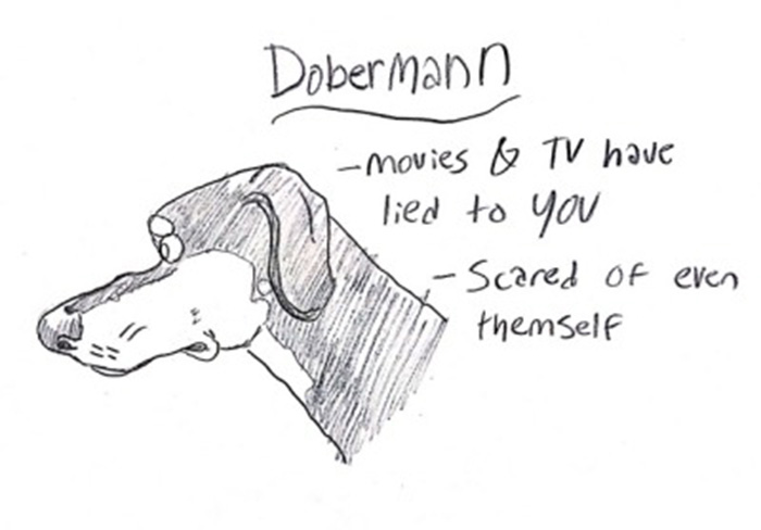 funny guide to dog breeds