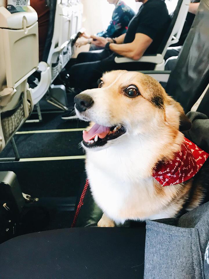 service dog comforts stranger