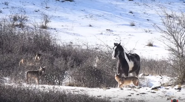 Wolves Surround This Horse, But The Horse's Actions Leave The Wolves
