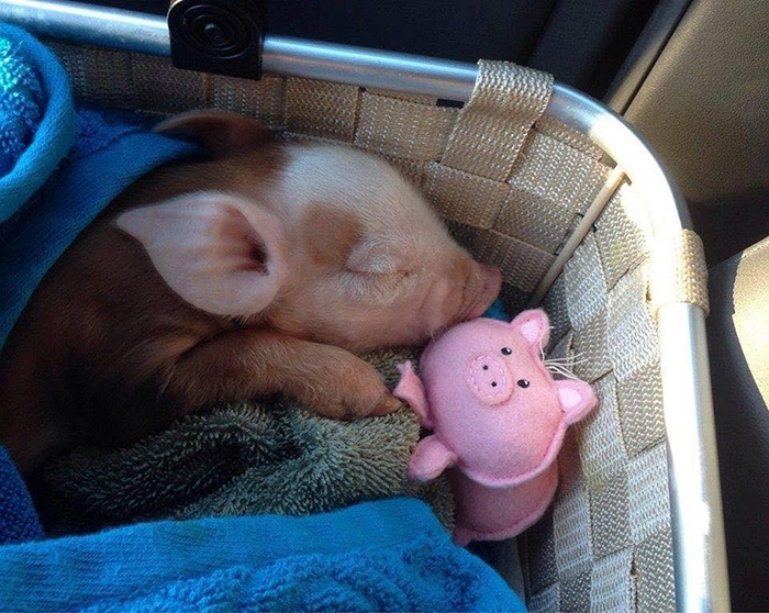wr1iz-sleeping-piglet-and-her-toy.jpg