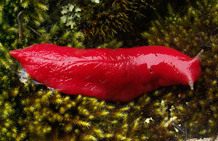 pink love slug