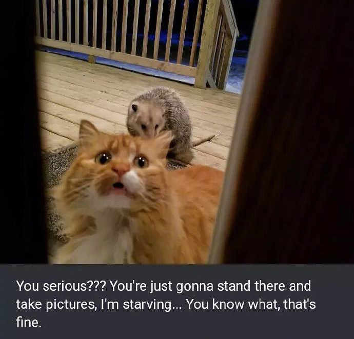 Cat Is Really Upset That An Opossum Is Eating His Food