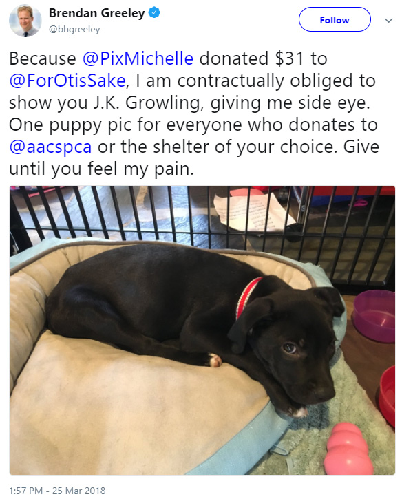 clever daughter gets puppy and raises money for shelter