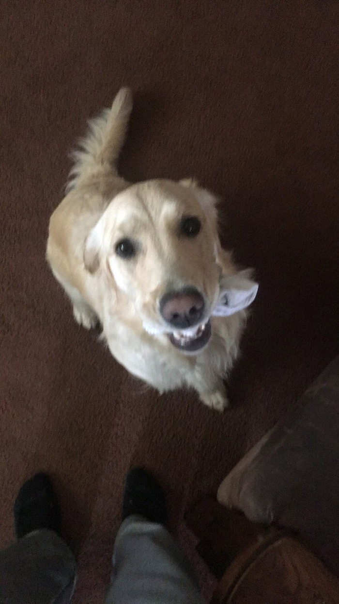 dog retrieves random objects for attention