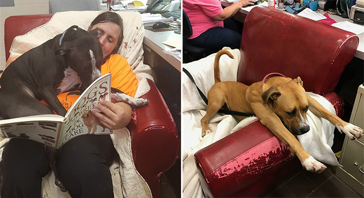 shelter video dogs in arm chairs donated
