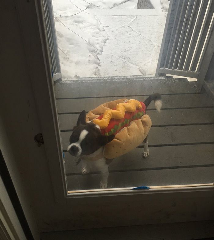 keeping the dog in the yard costume