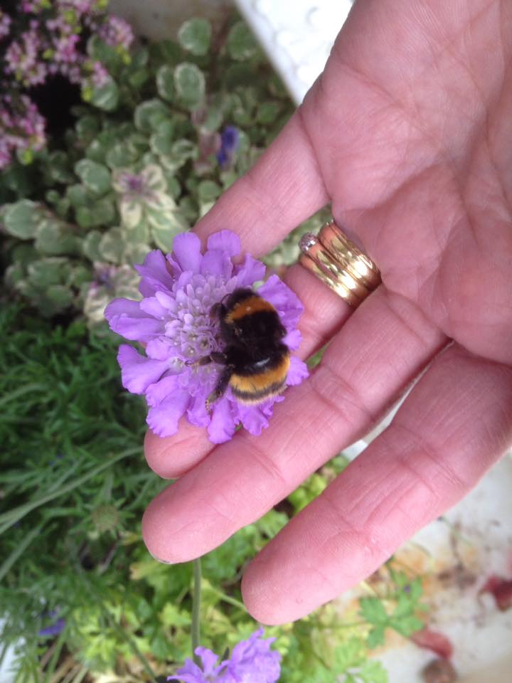 woman pet bumble bee