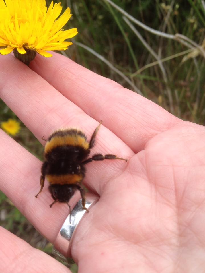 woman pet bumble bee