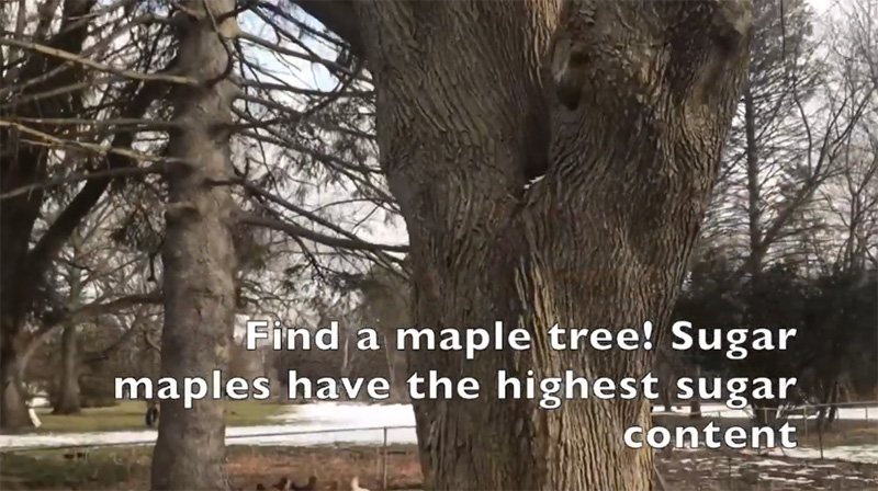 drill hole in maple tree how to make maple syrup