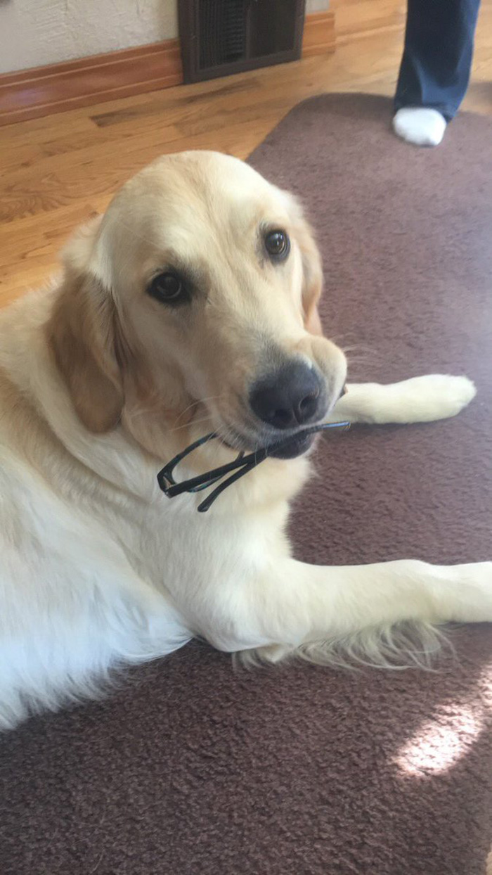 dog retrieves random objects for attention