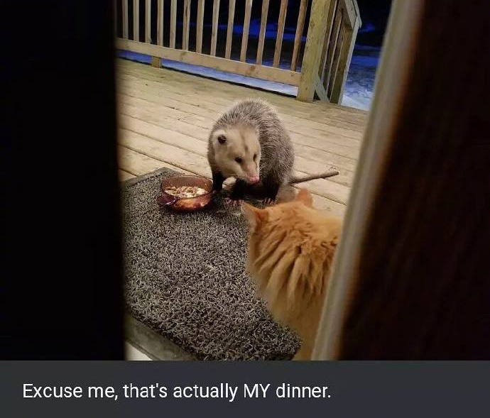 opossum eats cat food funny pictures