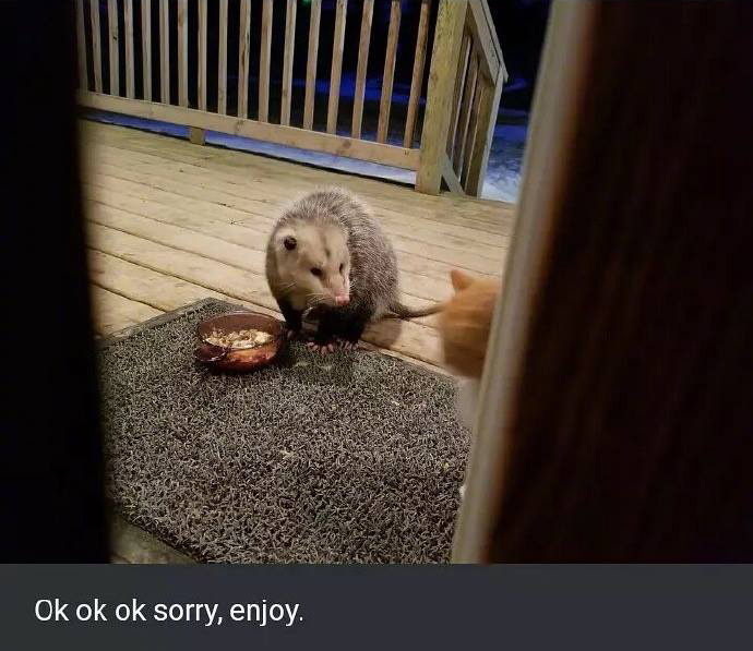 opossum eats cat food funny pictures