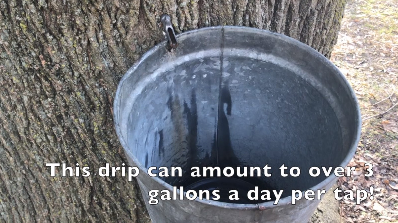 drill hole in maple tree how to make maple syrup