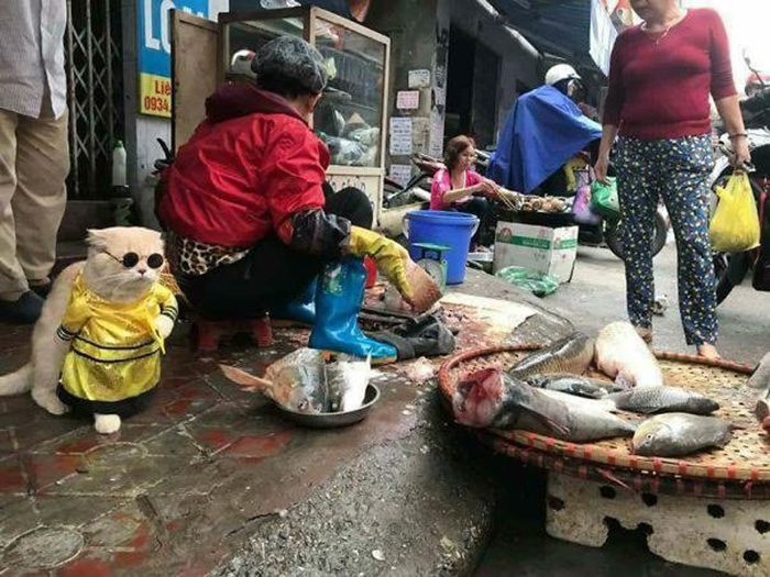 cat selling fish in costume