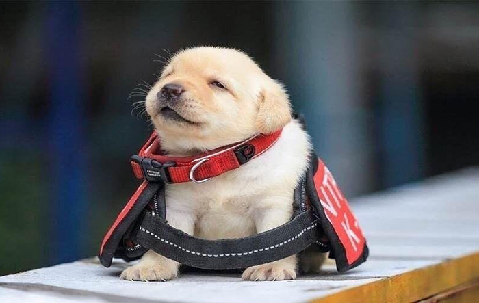 cute puppy will grow into it