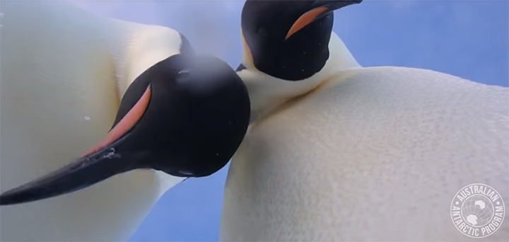 penguins finds camera and take selfie