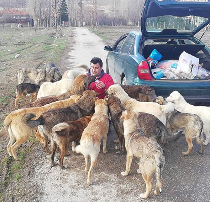 man feeds stray dogs and cats in turkey voice of the streets