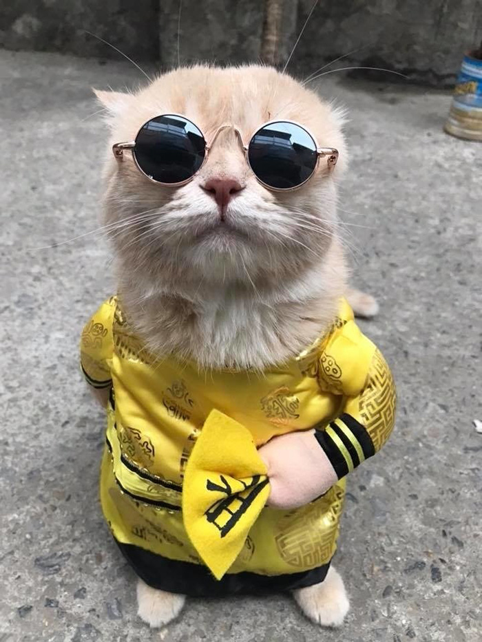 cat selling fish in costume