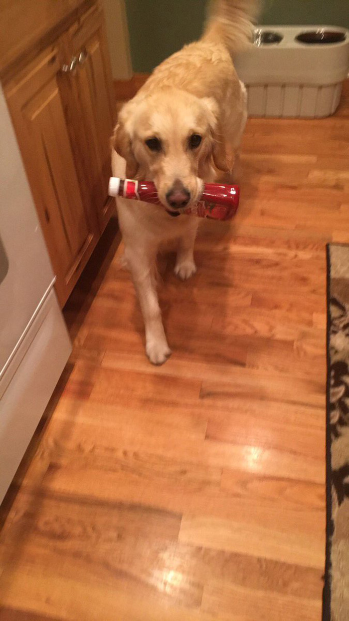 dog retrieves random objects for attention