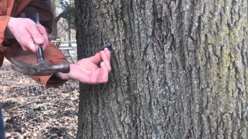 drill hole in maple tree how to make maple syrup