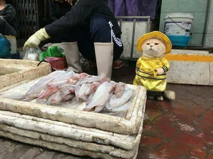 cat selling fish in costume