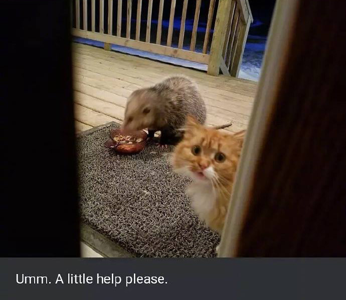 Cat Is Really Upset That An Opossum Is Eating His Food