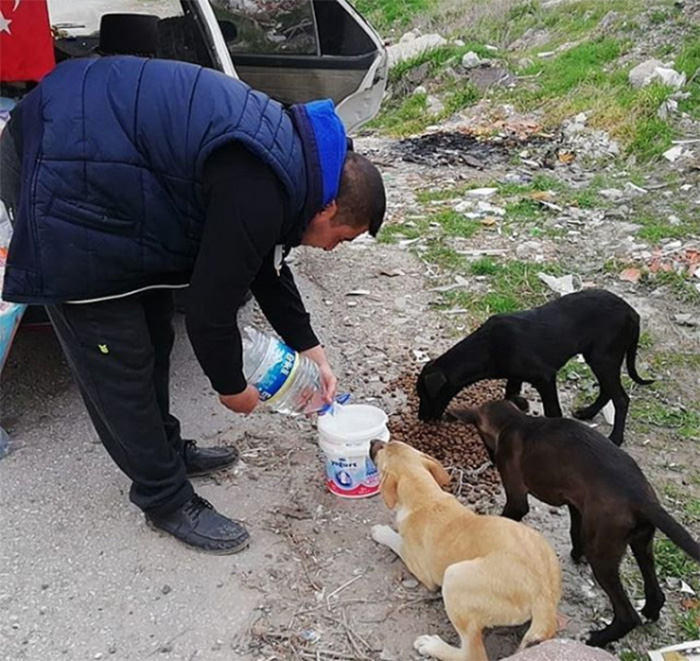 man feeds stray dogs and cats in turkey voice of the streets