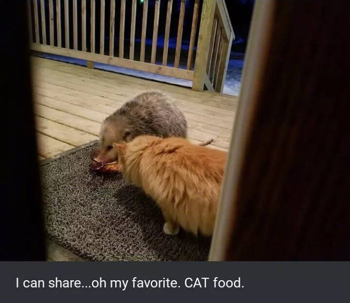 opossum eats cat food funny pictures