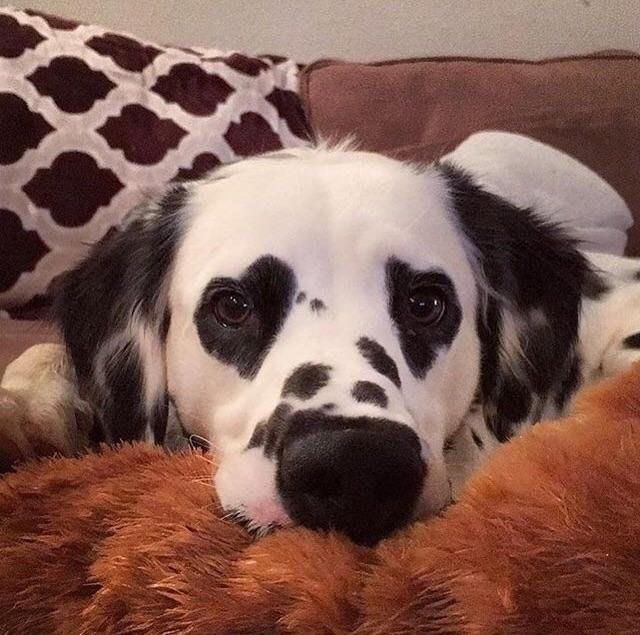 m8iss-dog-sees-is-love.jpg
