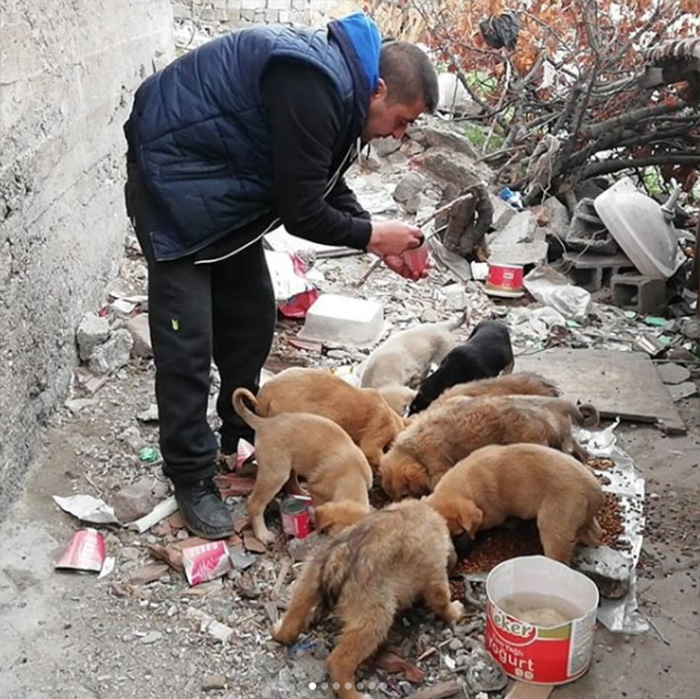 man feeds stray dogs and cats in turkey voice of the streets