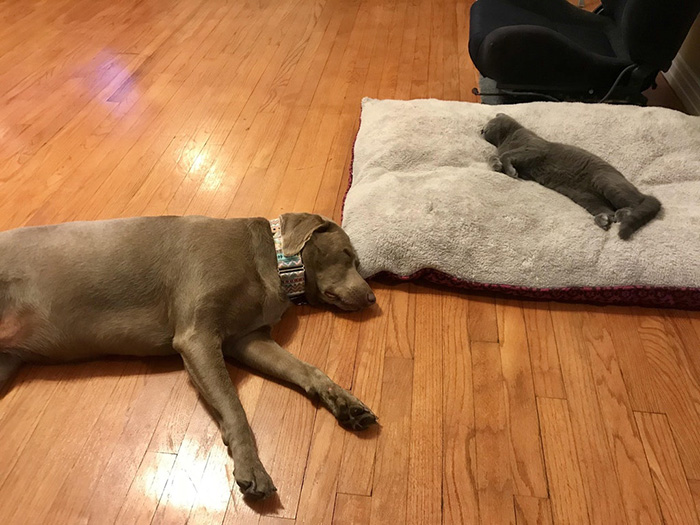 ni7mc-cat-gives-dog-corner-of-bed-funny.jpg