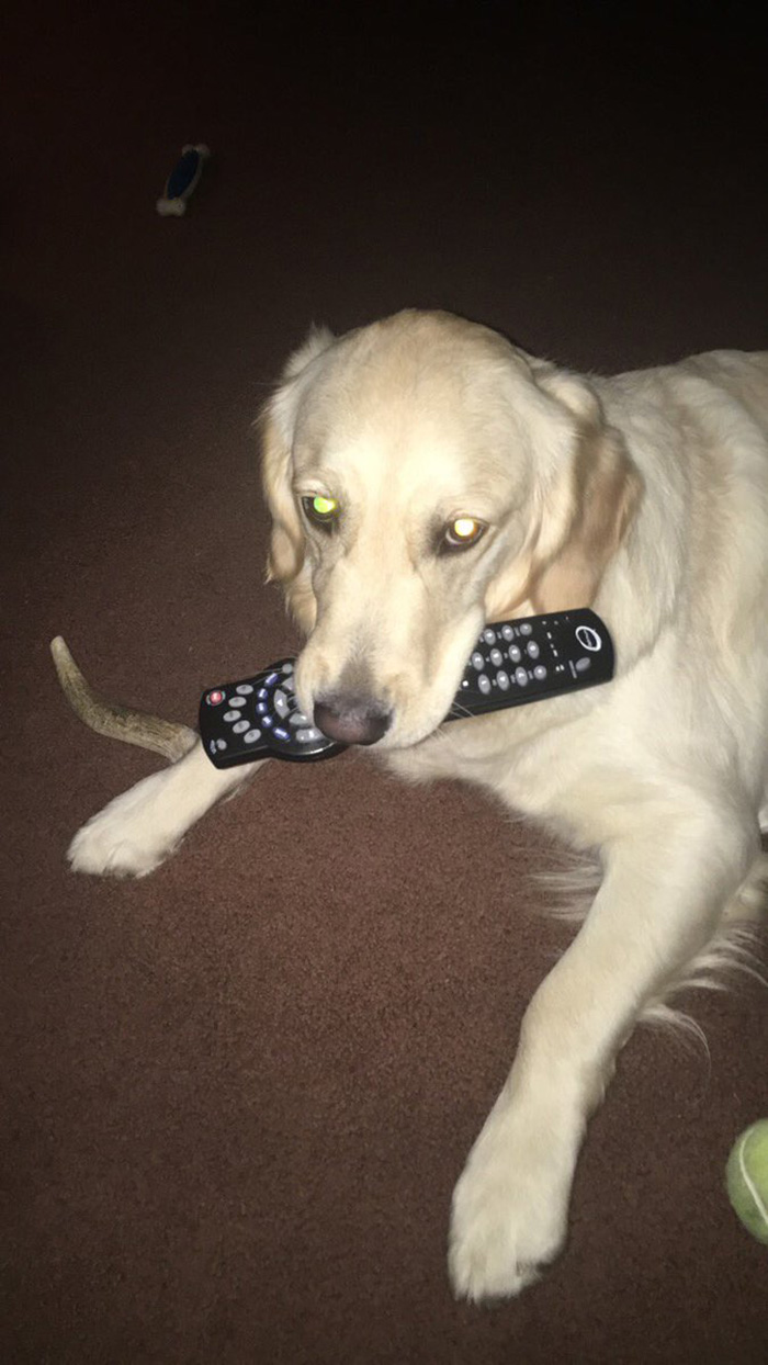 dog retrieves random objects for attention