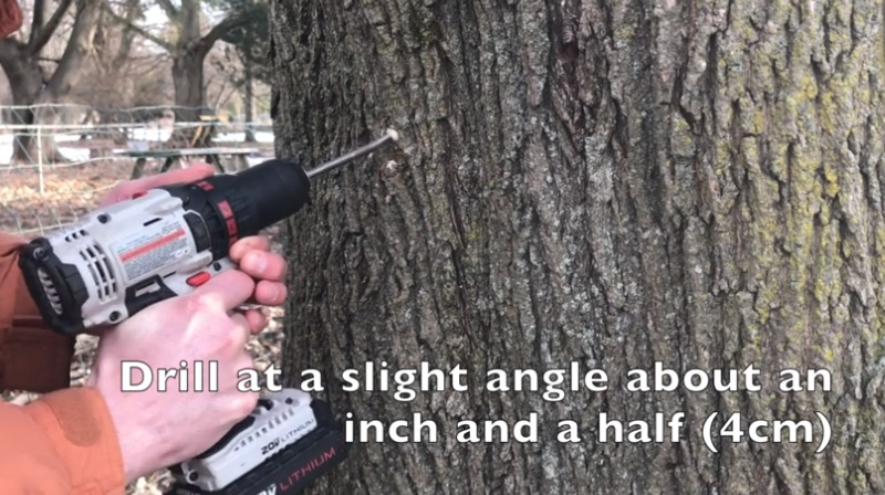 drill hole in maple tree how to make maple syrup