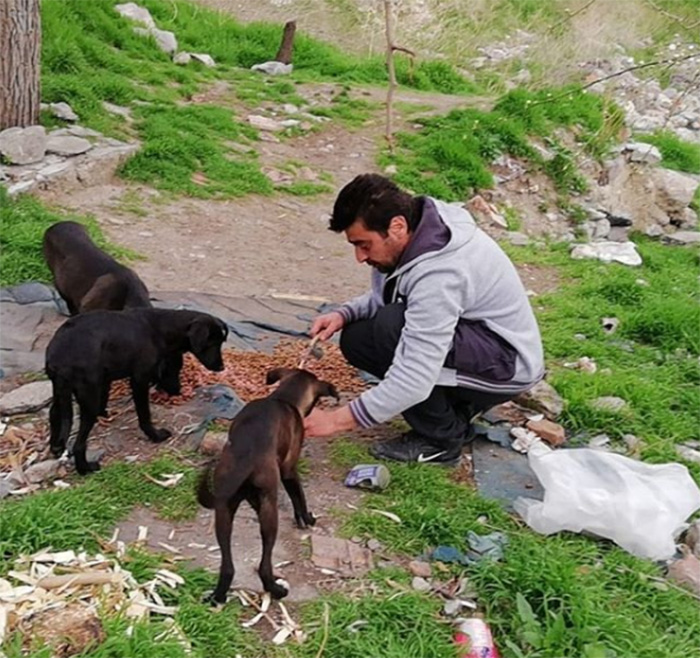 man feeds stray dogs and cats in turkey voice of the streets