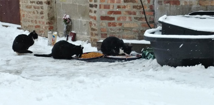 women care for homeless mans feral cats in chicago