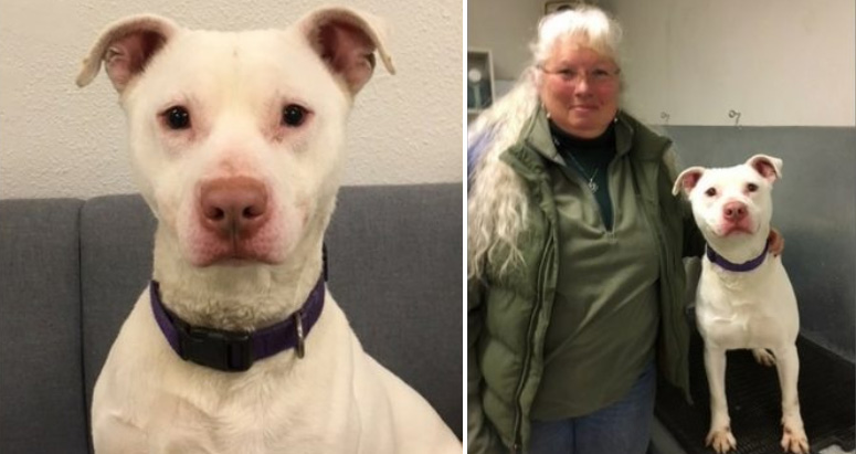 unadoptable deaf pit bull becomes first k9