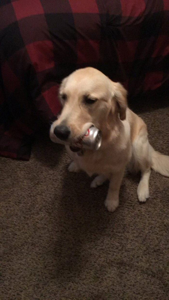 dog retrieves random objects for attention