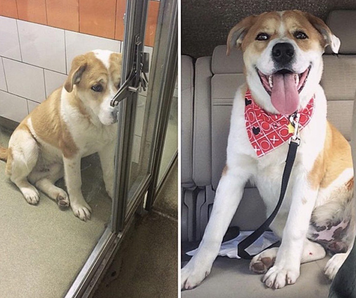 before and after adoption dog