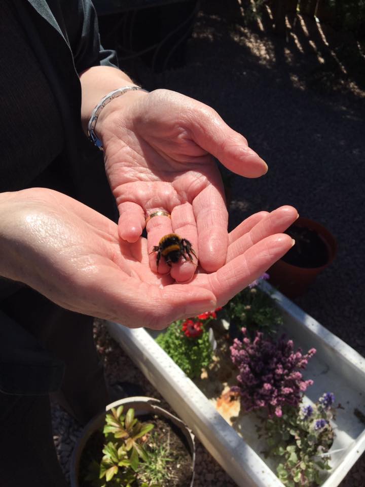 woman pet bumble bee