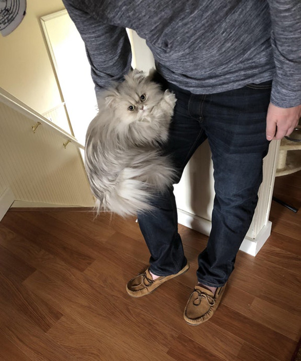 uf9ti-cat-does-not-want-owner-to-leave.jpg