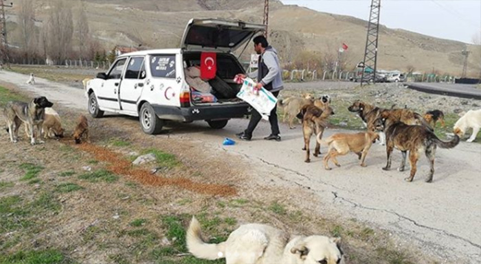 man feeds stray dogs and cats in turkey voice of the streets