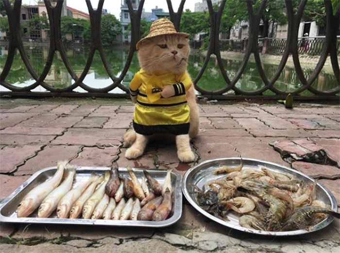 cat selling fish in costume