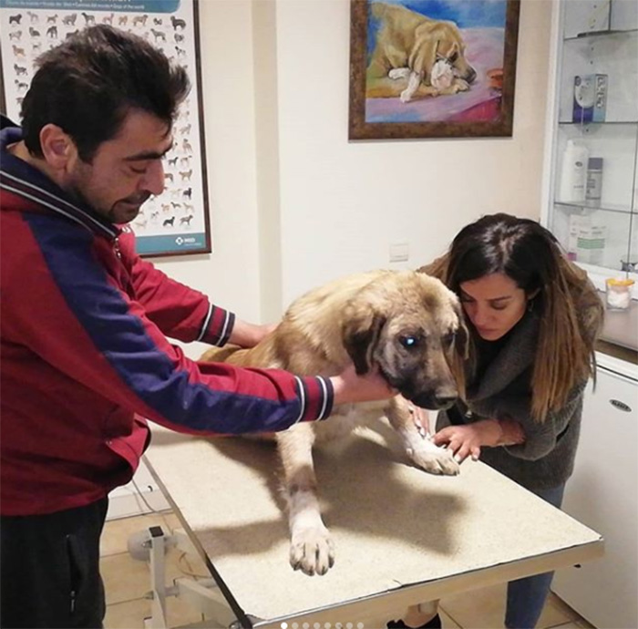 man feeds stray dogs and cats in turkey voice of the streets