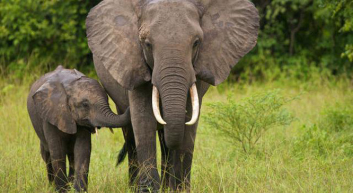 Britain Announces Toughest Ban On Ivory In Europe In Effort To Protect Elephants 0j7ci-britain-bans-ivory