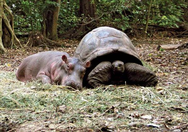 tortoise and baby hippo owen and mzee