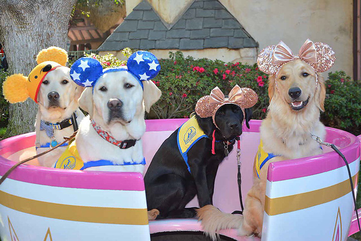 service dogs visit disneyland