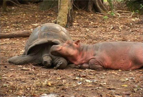 tortoise and baby hippo owen and mzee